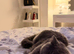 Male british shorthair