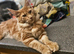 Purebred mainecoon rehome