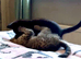 3 kittens for sale