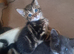 3 beautiful boy kittens ready for new homes