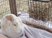 Peanut butter the bunny