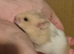 4 baby syrian hamster forsale
