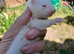 Micro Ferret Babies