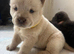Chow chow puppies for sale