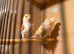 Red Mosaic Hen Canaries