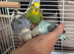 Baby budgies mix colour mix ages