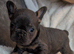 Beautiful boy Ready now!