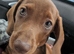 Dachshund for sale