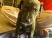4 beautiful brindle puppies ready to go!