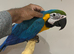 Young Friendly Super Tame Talking Blue & Gold Macaw