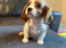 CAVALIER KING CHARLES PUPS KC REG READY NOW