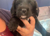 Miniature labradoodle pups