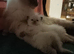 Ragdoll kitten (pure lilac point)
