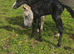 PBA x ID Grey Colt
