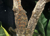 Gargoyle Geckos