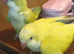 Beautiful super friendly Quaker parrot chicks