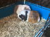 2 Adult females