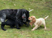 Cocker Spaniel puppies