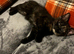 Maine coon x last one left
