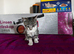 10weeks tabby girl