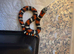 CB26 Tri Colour Hognose (unsexed)