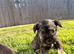 Pedigree mini schnauzers