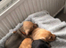 2 beautiful boys left out of a litter of 5
