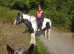 Horses Come For A  Loan  Ride