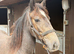 Irish draft cross 11mth old