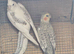 Female pearl pied