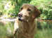 Outstanding Proven KC Labrador Stud