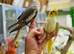 Cocktail parrot