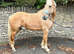Stunning Palamino Gelding 14.3 3 1/2yrs old