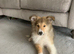 6 month old puppy