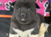 Quality KC registered American Akita Puppies