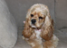 Unique American Cockapoo Puppies