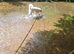 Anatolian shepherd cross collie