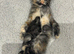 Siamese x Maincoon ragdoll kittens.