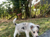 Merle collies for sale