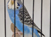 Young budgies