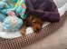 Beautiful asian toy poodle boy