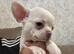 Chihuahua x