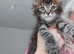 Mainecoon kittens for sale