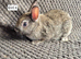 Netherland Dwarf Babies