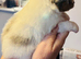 Beautiful Shetland sheepdog puppies