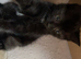 Kittens ready now