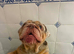 English bulldog male.