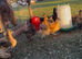 Silkie chicks for sale