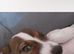 Jack Russell