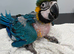Baby Hand-Rearing Blue and Gold Macaw Parrot